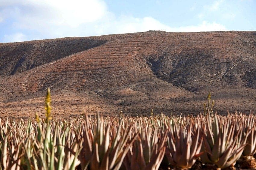 Aloe Vera, Fuerteventura