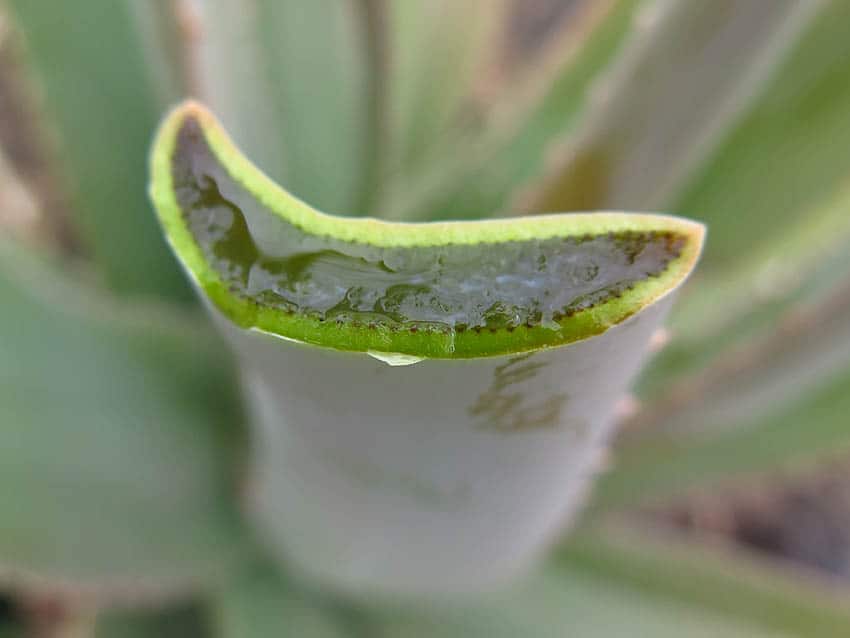 Aloe Vera, Canary Islands