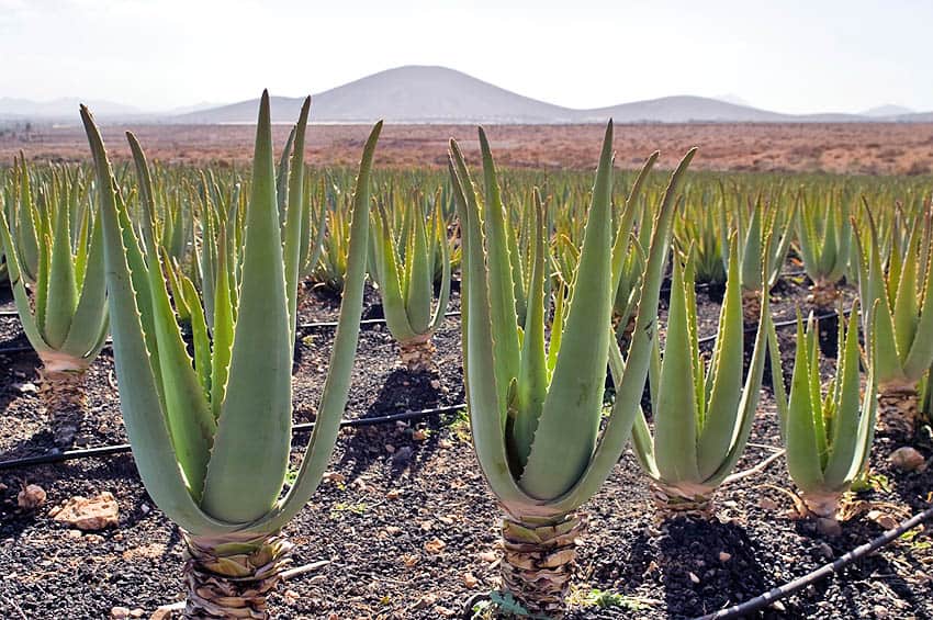 El Aloe Vera en las Islas Canarias - CanaryCompany