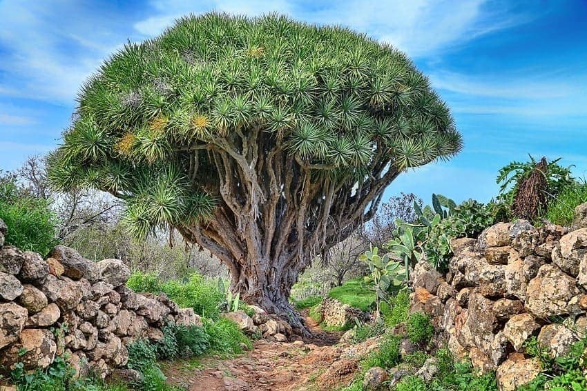 Drago, La Palma