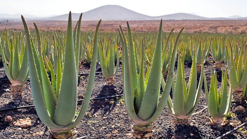 Aloe Vera in the Canaries