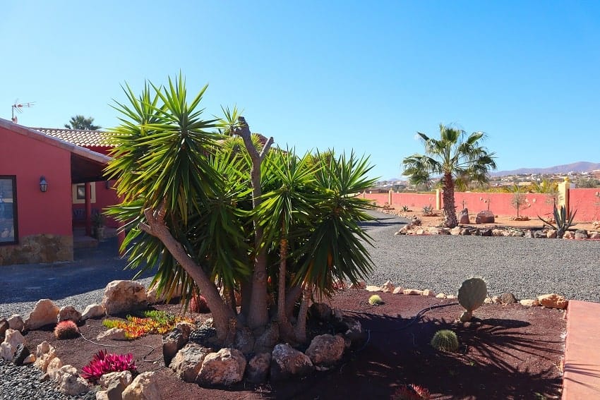 Garden, Villa Cora, Villa Fuerteventura