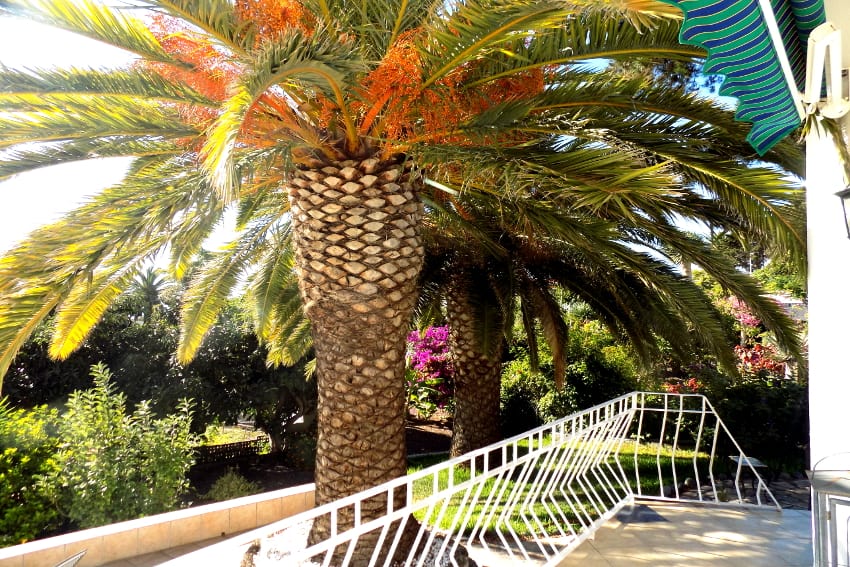 Spanien - Kanarische Inseln - La Palma - Casa La Palmera - Tajuya - Suptropischer Garten mit großen schattenspendenden Palmen und Früchten