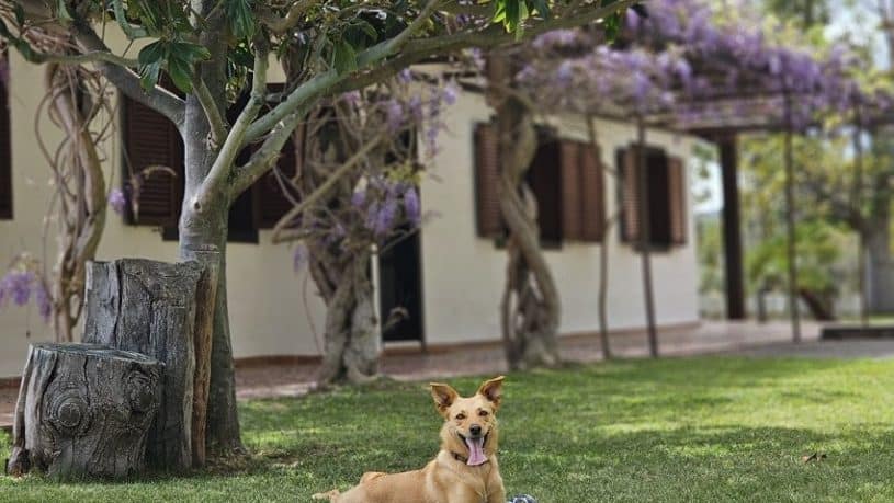 Holiday with Dog, La Palma